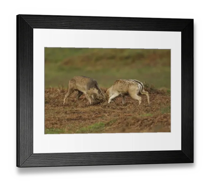 Framed Print : Fallow Deer (Dama dama) two bucks, fighting during rutting season, Leicestershire, England, October Framed Print : Fallow Deer (Dama dama) two bucks, fighting during rutting season, Leicestershire, England, October