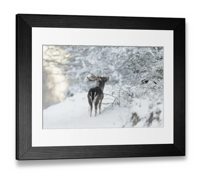 Framed Print : Fallow Deer (Dama dama) dark form, mature buck, feeding on bramble, standing on snow covered heathland, Cannock Chase