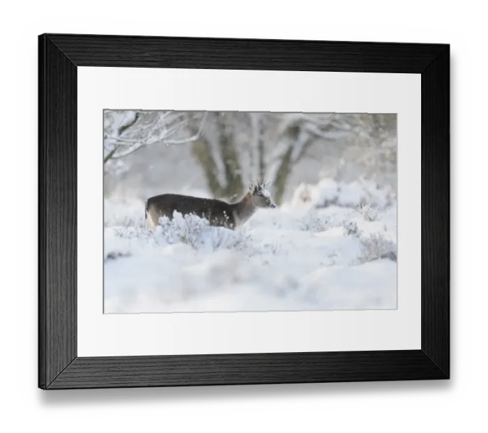 Framed Print : Fallow Deer (Dama dama) dark form, immature buck, standing on snow covered heathland, Cannock Chase, Staffordshire