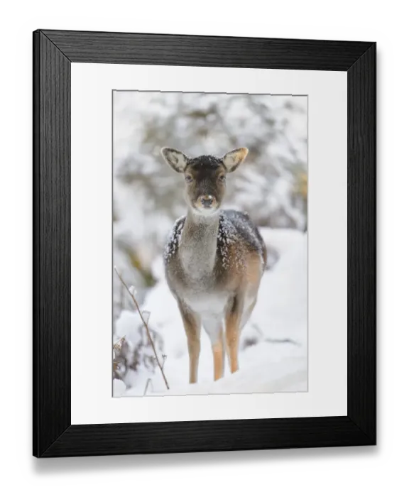 Framed Print : Fallow Deer (Dama dama) dark form, mature doe, standing on snow covered heathland, Cannock Chase, Staffordshire Framed Print : Fallow Deer (Dama dama) dark form, mature doe, standing on snow covered heathland, Cannock Chase, Staffordshire