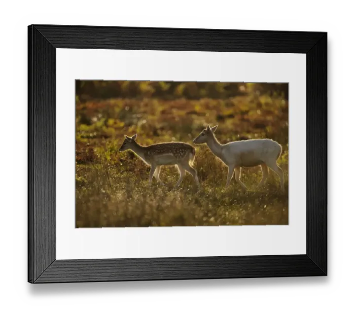 Framed Print : Fallow Deer (Dama dama) doe, pale form, with fawn, backlit at dawn, Bradgate Park, Leicestershire, England, October Framed Print : Fallow Deer (Dama dama) doe, pale form, with fawn, backlit at dawn, Bradgate Park, Leicestershire, England, October