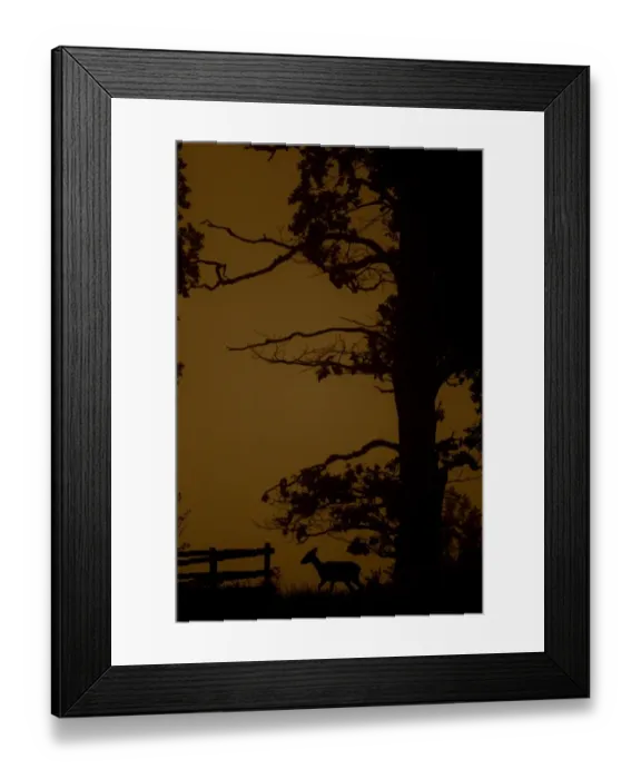 Framed Print : Fallow Deer (Dama dama) doe, walking beside tree, silhouetted at sunset, Leicestershire, England, October Framed Print : Fallow Deer (Dama dama) doe, walking beside tree, silhouetted at sunset, Leicestershire, England, October
