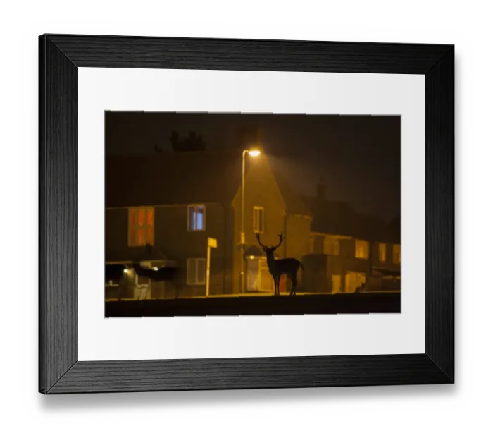 Framed Print : Fallow Deer (Dama dama) bucks, silhouetted on urban estate at night, London, England, March Framed Print : Fallow Deer (Dama dama) bucks, silhouetted on urban estate at night, London, England, March