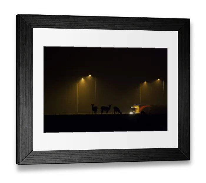 Framed Print : Fallow Deer (Dama dama) does, herd silhouetted beside urban road with passing traffic at night, London, England, March Framed Print : Fallow Deer (Dama dama) does, herd silhouetted beside urban road with passing traffic at night, London, England, March