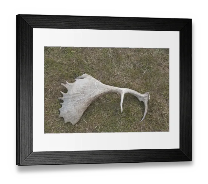 Framed Print : Fallow Deer (Dama dama) shed antler, Norfolk, England, July Framed Print : Fallow Deer (Dama dama) shed antler, Norfolk, England, July