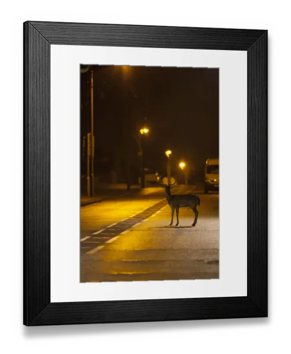 Framed Print : Fallow Deer (Dama dama) buck, standing on urban road with passing traffic at night, London, England, March Framed Print : Fallow Deer (Dama dama) buck, standing on urban road with passing traffic at night, London, England, March