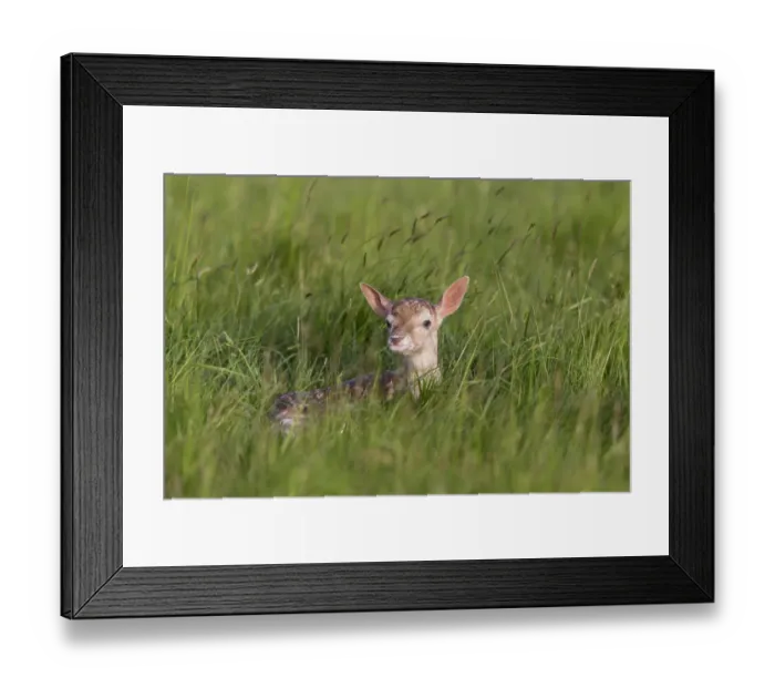 Framed Print : Fallow Deer (Dama dama) newborn fawn, resting in grass field, Suffolk, England, June Framed Print : Fallow Deer (Dama dama) newborn fawn, resting in grass field, Suffolk, England, June