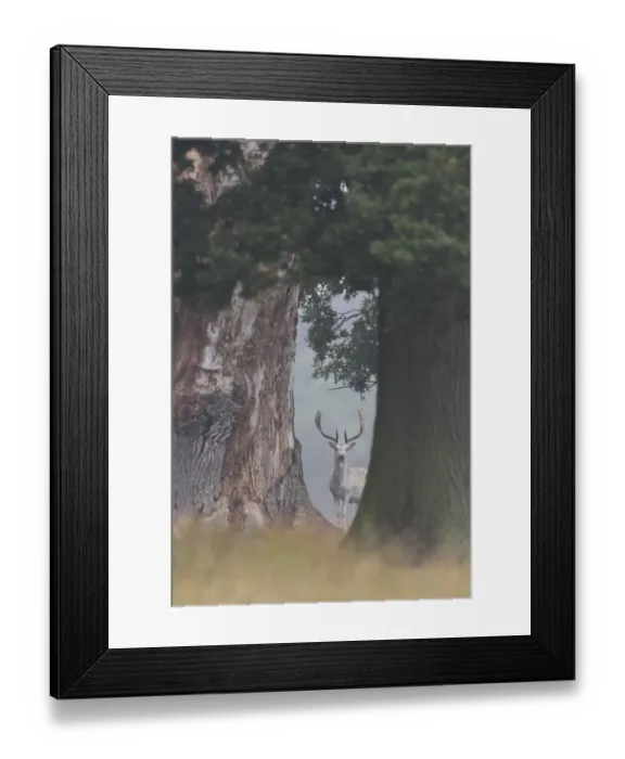 Framed Print : Fallow Deer (Dama dama) mature buck, standing between tree trunks, Suffolk, England, September Framed Print : Fallow Deer (Dama dama) mature buck, standing between tree trunks, Suffolk, England, September