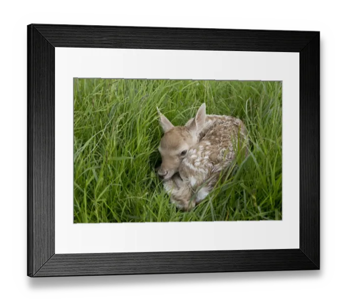 Framed Print : Fallow Deer (Dama dama) newborn fawn, resting in grass field, Suffolk, England, June Framed Print : Fallow Deer (Dama dama) newborn fawn, resting in grass field, Suffolk, England, June