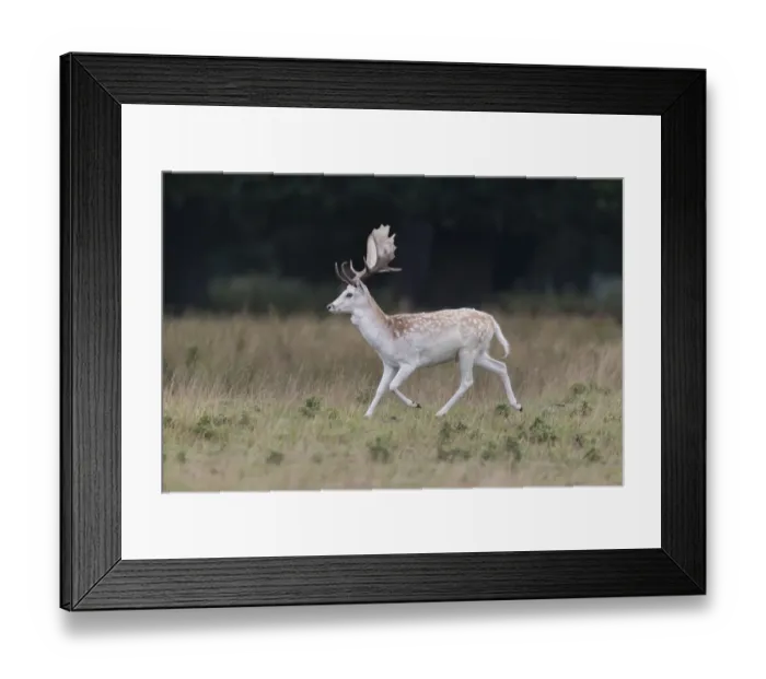 Framed Print : Fallow Deer (Dama dama) mature buck, running in grassland, Suffolk, England, September Framed Print : Fallow Deer (Dama dama) mature buck, running in grassland, Suffolk, England, September