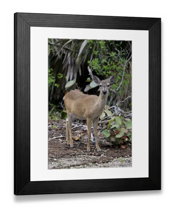 Framed Print : Key Deer (Odocoileus virginianus clavium) doe, standing at edge of undergrowth, National Key Deer Refuge, Florida Keys Framed Print : Key Deer (Odocoileus virginianus clavium) doe, standing at edge of undergrowth, National Key Deer Refuge, Florida Keys