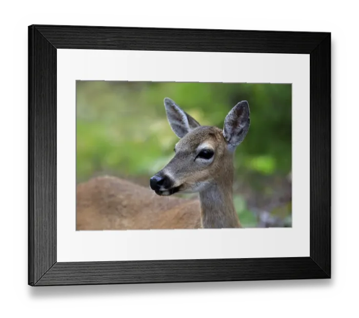 Framed Print : Key Deer (Odocoileus virginianus clavium) doe, close-up of head, National Key Deer Refuge, Florida Keys, Florida Framed Print : Key Deer (Odocoileus virginianus clavium) doe, close-up of head, National Key Deer Refuge, Florida Keys, Florida