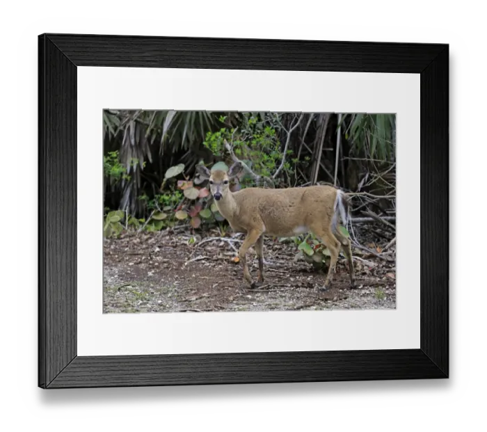 Framed Print : Key Deer (Odocoileus virginianus clavium) doe, standing at edge of undergrowth, National Key Deer Refuge, Florida Keys