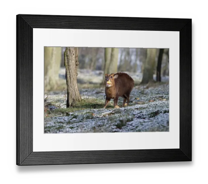 Framed Print : Chinese Muntjac (Muntiacus reevesi) introduced species, adult male, feeding on potato tubers in snow, Warwickshire Framed Print : Chinese Muntjac (Muntiacus reevesi) introduced species, adult male, feeding on potato tubers in snow, Warwickshire