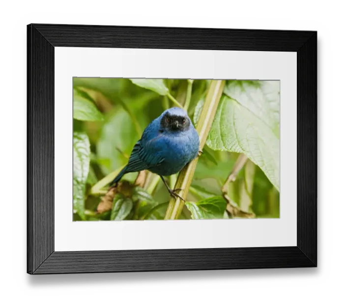 Framed Print : Masked Flowerpiercer (Diglossopis cyanea) adult, perched on stem in montane rainforest, Andes, Ecuador, November Framed Print : Masked Flowerpiercer (Diglossopis cyanea) adult, perched on stem in montane rainforest, Andes, Ecuador, November