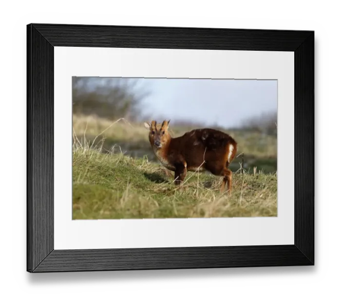 Framed Print : Chinese Muntjac (Muntiacus reevesi) introduced species, adult male, standing on grass, Warwickshire, England, February