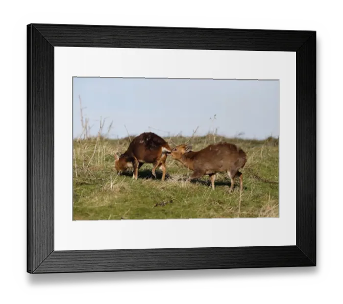 Framed Print : Chinese Muntjac (Muntiacus reevesi) introduced species, two adult males, one scenting other, Warwickshire, England