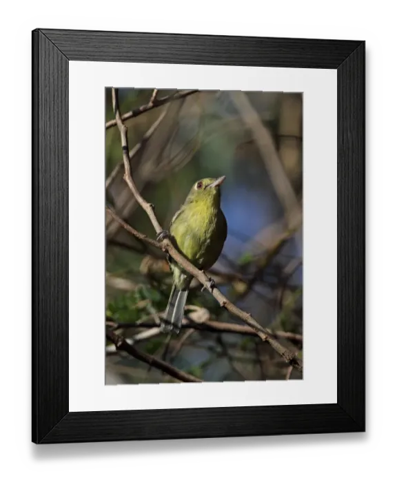 Framed Print : Cuban Vireo (Vireo gundlachii gundlachii) adult, perched on twig, Zapata Peninsula, Matanzas Province, Cuba, March Framed Print : Cuban Vireo (Vireo gundlachii gundlachii) adult, perched on twig, Zapata Peninsula, Matanzas Province, Cuba, March