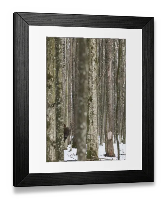 Framed Print : European Bison (Bison bonasus) adult male, peering around tree trunk in snow covered forest habitat, Bialowieza N. P