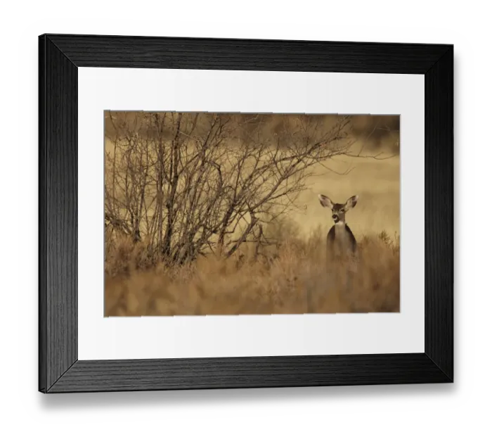Framed Print : Mule Deer (Odocoileus hemionus) doe, standing in desert scrub, New Mexico, U. S. A. November Framed Print : Mule Deer (Odocoileus hemionus) doe, standing in desert scrub, New Mexico, U. S. A. November