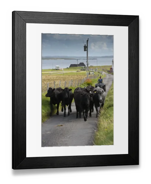 Framed Print : Domestic Cattle, beef herd being driven along single track road by crofter on quadbike, Isle of Tiree, Inner Hebrides