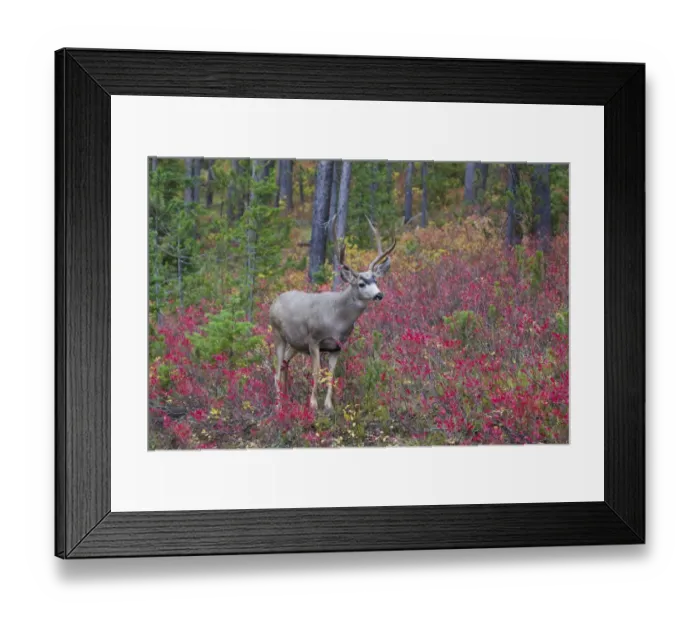 Framed Print : Mule Deer (Odocoileus hemionus) buck, standing in woodland, Grand Teton N. P. Wyoming, U. S. A. September Framed Print : Mule Deer (Odocoileus hemionus) buck, standing in woodland, Grand Teton N. P. Wyoming, U. S. A. September