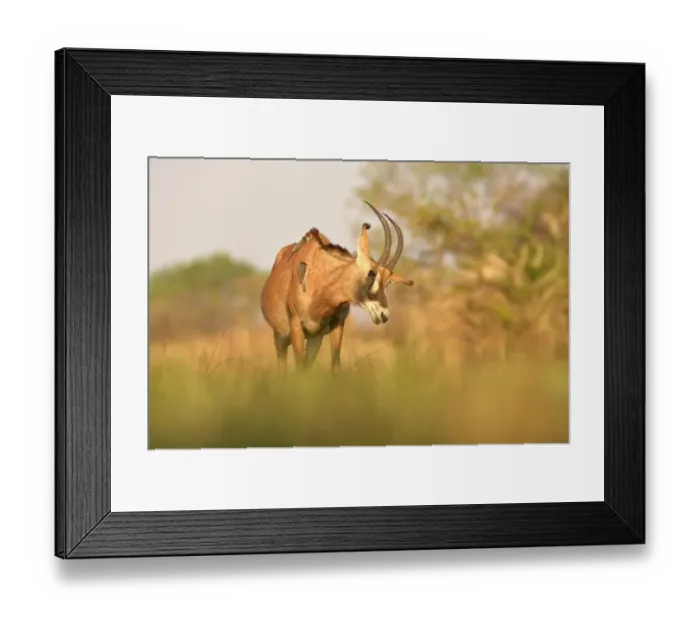 Framed Print : Roan Antelope (Hippotragus equinus) adult, shaking head, with Yellow-billed Oxpeckers (Buphagus africanus) on back Framed Print : Roan Antelope (Hippotragus equinus) adult, shaking head, with Yellow-billed Oxpeckers (Buphagus africanus) on back