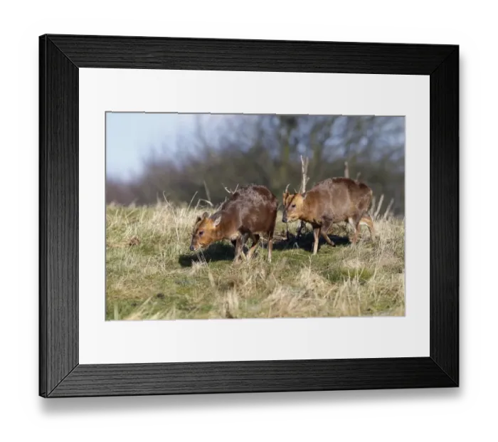 Framed Print : Chinese Muntjac (Muntiacus reevesi) introduced species, two adult males, walking on grass, Warwickshire, England Framed Print : Chinese Muntjac (Muntiacus reevesi) introduced species, two adult males, walking on grass, Warwickshire, England
