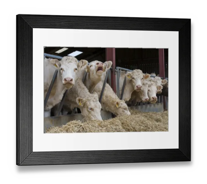 Framed Print : Domestic Cattle, Charolais cows, herd feeding on straw at feed barrier, Malton, North Yorkshire, England, November Framed Print : Domestic Cattle, Charolais cows, herd feeding on straw at feed barrier, Malton, North Yorkshire, England, November