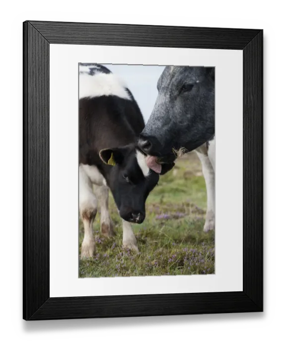 Framed Print : Domestic Cattle, cow and calf, close-up of heads, cow licking calf, on coastal moorland with flowering heather Framed Print : Domestic Cattle, cow and calf, close-up of heads, cow licking calf, on coastal moorland with flowering heather
