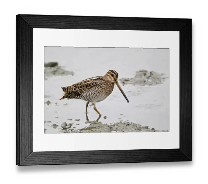 Framed Print : Swinhoes Snipe (Gallinago megala) adult, standing in shallow water, Hong Kong, China, September Framed Print : Swinhoes Snipe (Gallinago megala) adult, standing in shallow water, Hong Kong, China, September