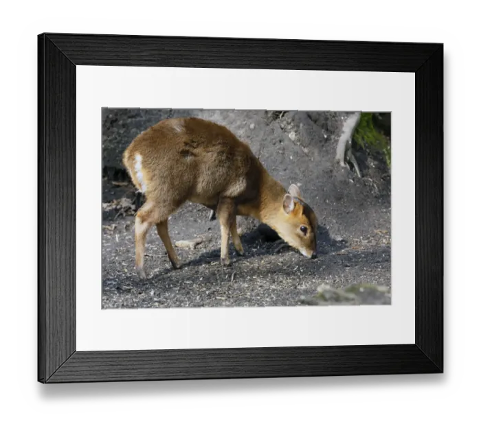 Framed Print : Chinese Muntjac (Muntiacus reevesi) introduced species, young, feeding on seed fallen from birdfeeders Framed Print : Chinese Muntjac (Muntiacus reevesi) introduced species, young, feeding on seed fallen from birdfeeders