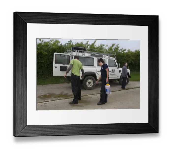 Framed Print : Eurasian Badger (Meles meles) bovine tuberculosis vaccination scheme, Wildlife Trust personnel being sprayed with Framed Print : Eurasian Badger (Meles meles) bovine tuberculosis vaccination scheme, Wildlife Trust personnel being sprayed with