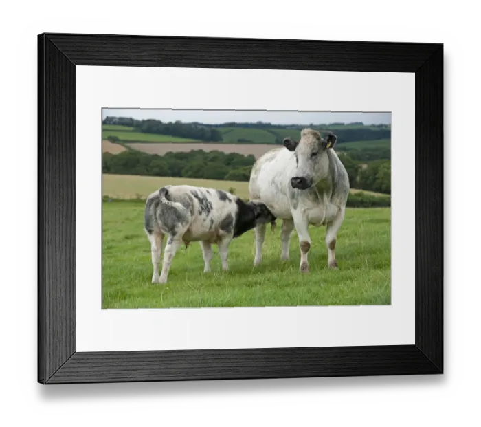 Framed Print : Domestic Cattle, British Blue, cow with calf, suckling, standing in pasture, Devon, England, August