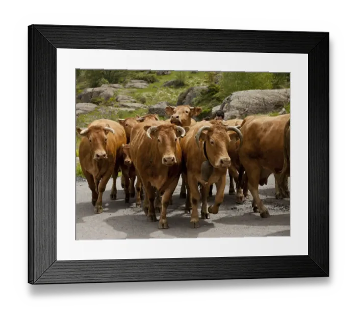 Framed Print : Domestic Cattle, herd being herded along road to high pastures, above Heas Valley, French Pyrenees, France, June Framed Print : Domestic Cattle, herd being herded along road to high pastures, above Heas Valley, French Pyrenees, France, June