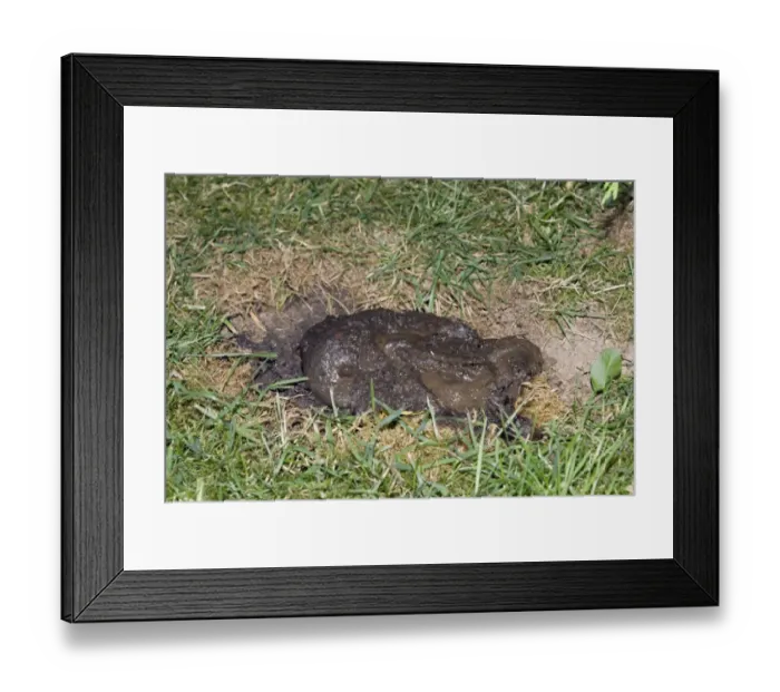 Framed Print : Eurasian Badger (Meles meles) droppings in latrine, England, August Framed Print : Eurasian Badger (Meles meles) droppings in latrine, England, August