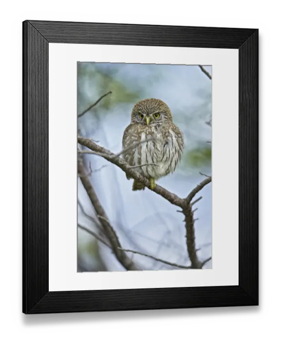 Framed Print : Austral Pygmy-owl (Glaucidium nana) adult, perched on branch, Torres del Paine N. P. Southern Patagonia, Chile, November Framed Print : Austral Pygmy-owl (Glaucidium nana) adult, perched on branch, Torres del Paine N. P. Southern Patagonia, Chile, November