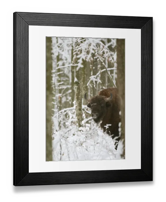 Framed Print : European Bison (Bison bonasus) adult male, with radio tracking collar, standing in snow covered forest, Bialowieza N. P Framed Print : European Bison (Bison bonasus) adult male, with radio tracking collar, standing in snow covered forest, Bialowieza N. P