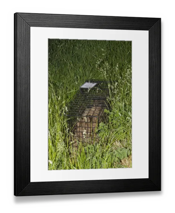 Framed Print : Eurasian Badger (Meles meles) bovine tuberculosis vaccination scheme, live trap set in field, Shropshire, England, June Framed Print : Eurasian Badger (Meles meles) bovine tuberculosis vaccination scheme, live trap set in field, Shropshire, England, June