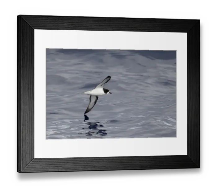Framed Print : Goulds Petrel (Pterodroma leucoptera) adult, in flight at sea, near New Caledonia, Southwest Pacific, March