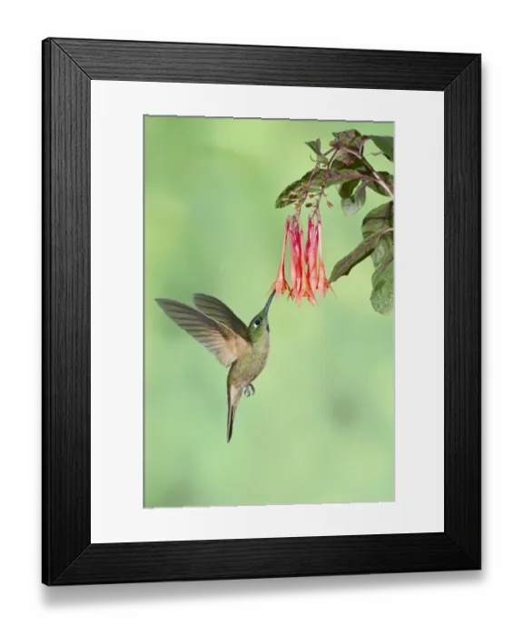 Framed Print : Fawn-breasted Brilliant (Heliodoxa rubinoides) adult male, in flight, hovering at flower in montane rainforest, Andes Framed Print : Fawn-breasted Brilliant (Heliodoxa rubinoides) adult male, in flight, hovering at flower in montane rainforest, Andes