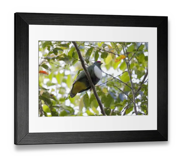 Framed Print : White-bibbed Fruit-dove (Ptilinopus rivoli) adult, perched on branch, Lelet Plateau, New Ireland, Bismarck Archipelago Framed Print : White-bibbed Fruit-dove (Ptilinopus rivoli) adult, perched on branch, Lelet Plateau, New Ireland, Bismarck Archipelago