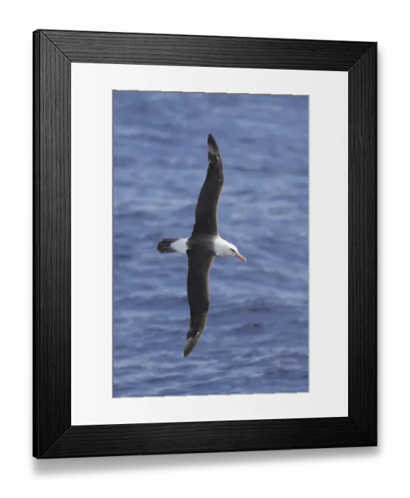 Framed Print : Campbell Albatross (Thalassarche impavida) adult, in flight at sea, off New Zealand, March Framed Print : Campbell Albatross (Thalassarche impavida) adult, in flight at sea, off New Zealand, March