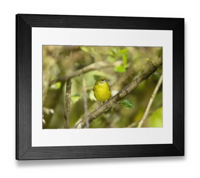 Framed Print : Thick-billed Euphonia (Euphonia laniirostris) adult female, perched on twig in montane rainforest, Andes, Ecuador Framed Print : Thick-billed Euphonia (Euphonia laniirostris) adult female, perched on twig in montane rainforest, Andes, Ecuador