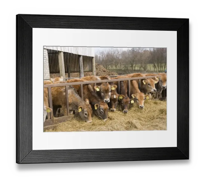 Framed Print : Domestic Cattle, Jersey calves, herd feeding at feed barrier in yard, England, April