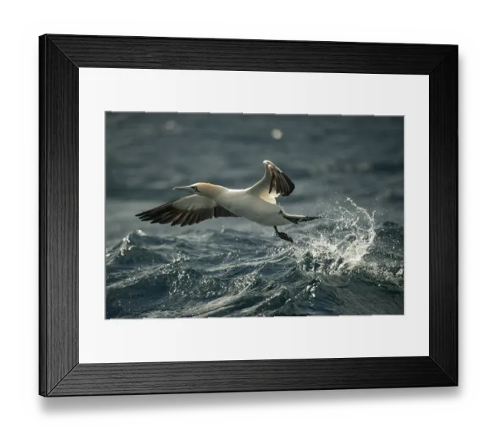 Framed Print : Cape Gannet (Morus capensis) adult, in flight, taking off from sea surface, offshore Port St Framed Print : Cape Gannet (Morus capensis) adult, in flight, taking off from sea surface, offshore Port St