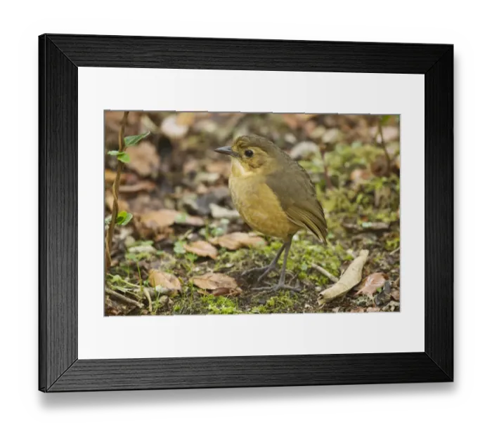 Framed Print : Tawny Antpitta (Grallaria quitensis) adult, standing on montane rainforest floor, Andes, Ecuador, November Framed Print : Tawny Antpitta (Grallaria quitensis) adult, standing on montane rainforest floor, Andes, Ecuador, November