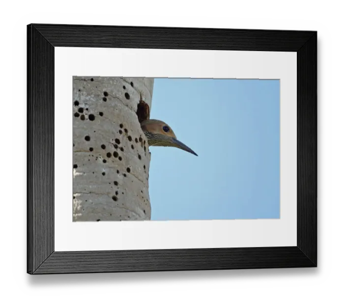 Framed Print : Fernandinas Flicker (Colaptes fernandinae) adult female, looking out of nesthole entrance in tree trunk Framed Print : Fernandinas Flicker (Colaptes fernandinae) adult female, looking out of nesthole entrance in tree trunk