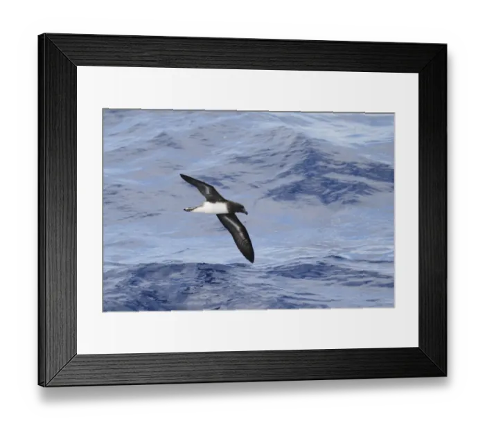 Framed Print : Tahiti Petrel (Pseudobulweria rostrata) adult, in flight over sea, off New Caledonia, Southwest Pacific, March