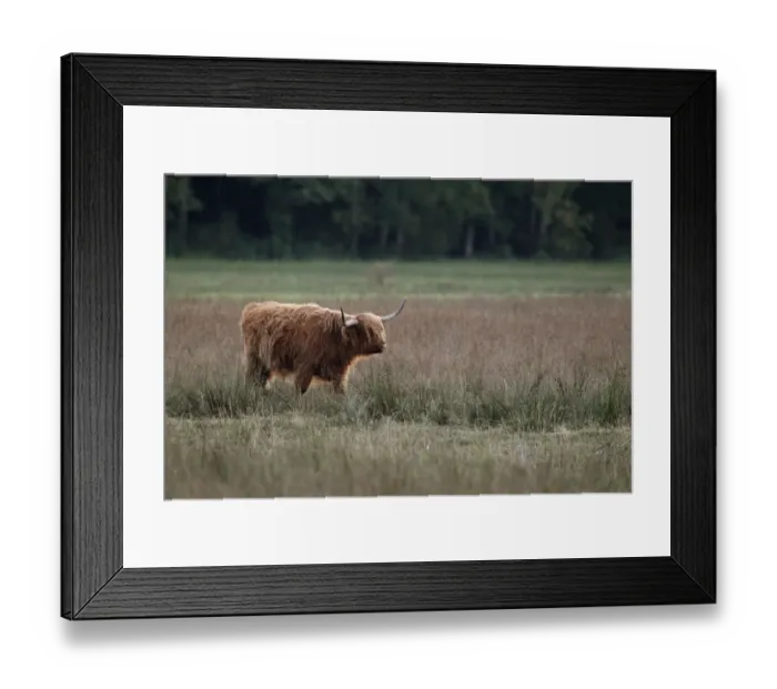 Framed Print : Domestic Cattle, Highland cow, used for conservation grazing management on wetland reserve Framed Print : Domestic Cattle, Highland cow, used for conservation grazing management on wetland reserve